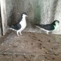 کفتر|پرنده|زرند, |دیوار