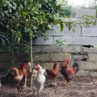 تعدادی خروس امساله