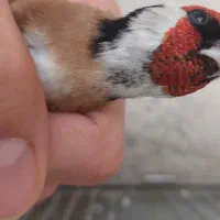 سهره نر نشون دار