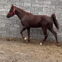 کره اسب نریان کرد|اسب و تجهیزات اسب‌سواری|وحیدیه, |دیوار