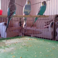 مرغ عشق دانه ای ۱۸۰هزار|پرنده|هشتگرد, فاز ۷ مهستان|دیوار