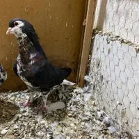 کبوتر خال افشان رنگی|پرنده|گرگان, |دیوار