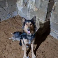 سگ ژرمن|سگ|کازرون, |دیوار