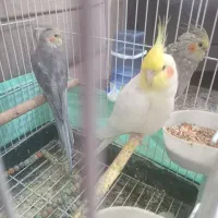 عروس هلندی نرو ماده و بچه ۷ ماهه|پرنده|قرچک, شهرک مهستان|دیوار