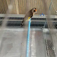 سهره ماده عروسک سه ساله جفتی