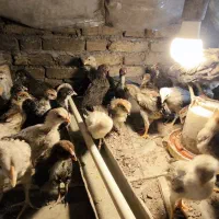 جوجه محلی ۲۵ روزه