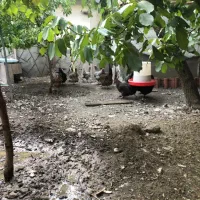 مرغ و خروس محلی|حیوانات مزرعه|گلمکان, |دیوار