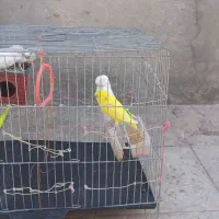 ۲جفت مرغ عشق    1جفت فنچ نرگسی|پرنده|خاش, |دیوار