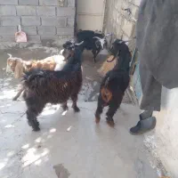 بزغاله نر