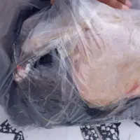 کله پاچه کهره نر