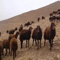 فروش گوسفند زنده