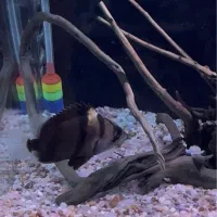 تایگرسوماترا