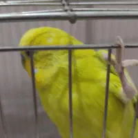 مرغ عشق