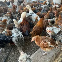 مرغ و خروس و غاز و قوغاز و اردک|حیوانات مزرعه|قزوین, |دیوار