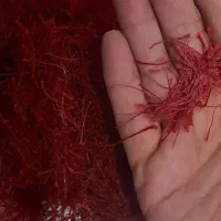 زعفران برداشت امسال|خوردنی و آشامیدنی|لامرد, |دیوار