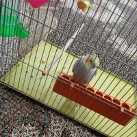 عروس هلندی کلام بالا|پرنده|خمین, |دیوار