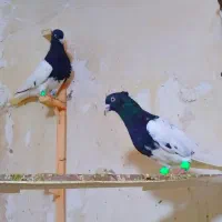 کله سیاه نر ۲ تا