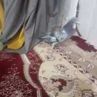 کفترسبزپرشی|پرنده|میان جلگه, |دیوار