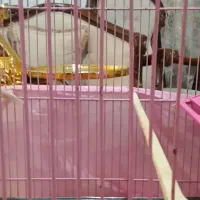 قناری نر سوپری درشت|پرنده|تهران, قصر فیروزه ۱|دیوار