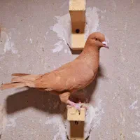 کفتر پلاکی شهری|پرنده|شیراز, کوشک میدان|دیوار