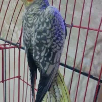 عروس هلندی|پرنده|ایرانشهر, |دیوار