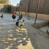 خروس محلی سالم