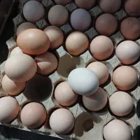 تخم مرغ محلی به صورت عمده