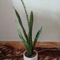 پتوس سانسوریا وشفلرا از ۷۰ تا ۲۳۰