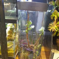 اکواریوم استوانه پلنت با لوازم