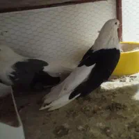 دوکت زینتی معاوضه با پلستیشن|پرنده|میبد, |دیوار