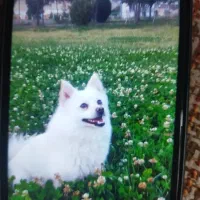 دوتا سگ نر با نمک