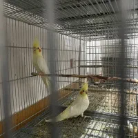 عروس هلندی لوتینو