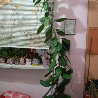 فیکوس سه متری