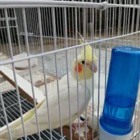 عروس هلندی نر|پرنده|گالیکش, |دیوار