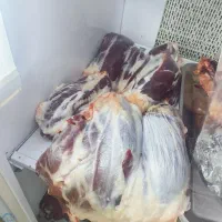 گوشت گوساله نر چاق