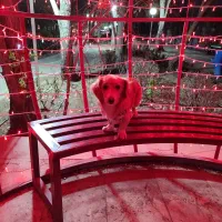 پانسیون خانگی پت سگ وگربه