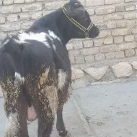 گوساله نر سویسی