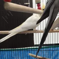 عروس هلندی|پرنده|سنندج, |دیوار