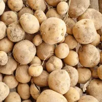 سیب زمینی کلمبا بذری زودرس و کولمبا بذری