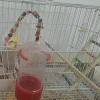 عروس هلندی و مرغ عشق