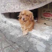 ۲میلیون مژدگانی نر و ماده|حیوانات|تربت جام, باغ سنگان سفلی|دیوار