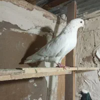 کبوتر گرفتنی|پرنده|ارومیه, |دیوار