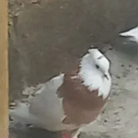 طوقی نر زرد|پرنده|اسدآباد, |دیوار