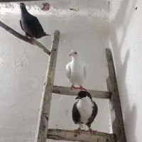 پرنده کبوتر