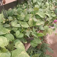 انواع گلهای آپارتمانی|گل و گیاه طبیعی|ابهر, |دیوار