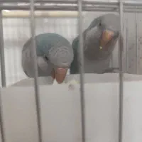 طوطی لری و طوطی راهب نر سخنگو|پرنده|شیراز, دروازه قران|دیوار