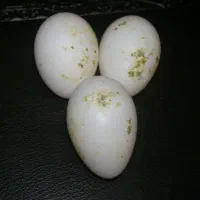 تخم عروس هلندی نطفه دار