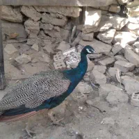 گمشده|حیوانات|همدان, |دیوار