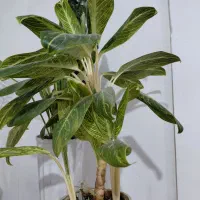 گل و گیاه آپارتمانی|گل و گیاه طبیعی|بندر ماهشهر, |دیوار