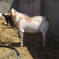 یک راس تکه فروشی